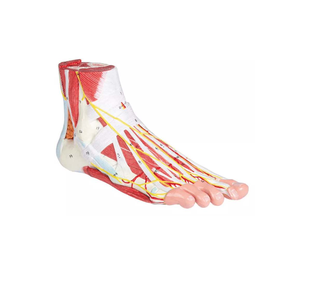 Anatomie des Fußes, 9 - teilig - Erler - Zimmer